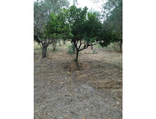 Anteprima foto 4 - Terreno Agricolo/Coltura in Vendita a Davoli - Davoli Marina