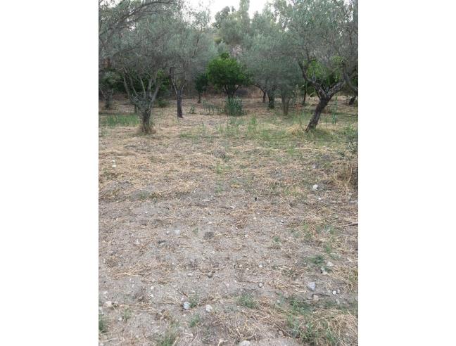 Anteprima foto 5 - Terreno Agricolo/Coltura in Vendita a Davoli - Davoli Marina