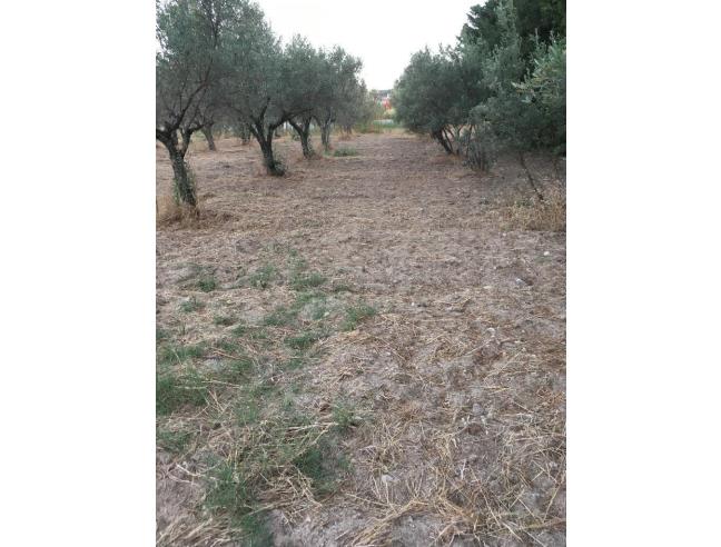 Anteprima foto 6 - Terreno Agricolo/Coltura in Vendita a Davoli - Davoli Marina