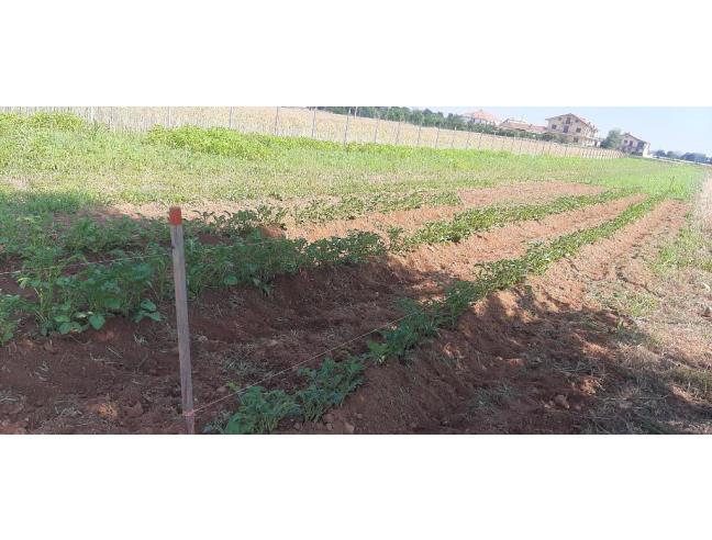 Anteprima foto 6 - Terreno Agricolo/Coltura in Vendita a Druento (Torino)
