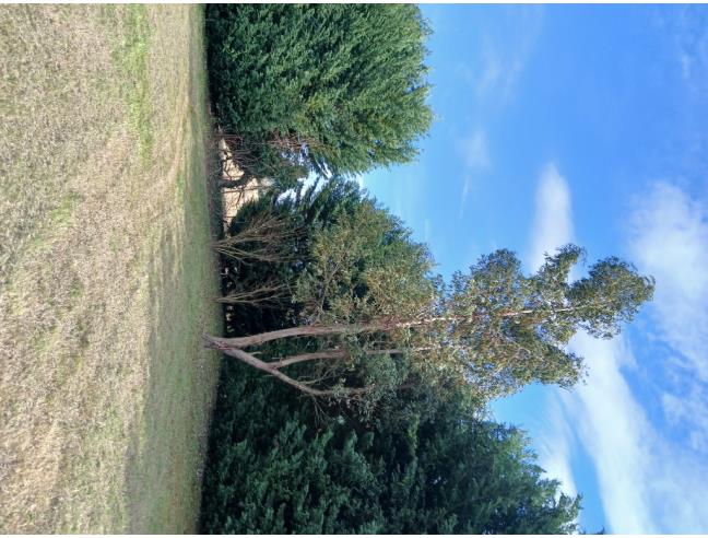 Anteprima foto 6 - Terreno Agricolo/Coltura in Vendita a Empoli - Tinaia