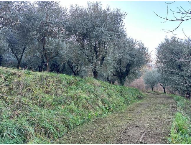 Anteprima foto 1 - Terreno Agricolo/Coltura in Vendita a Ferentino (Frosinone)