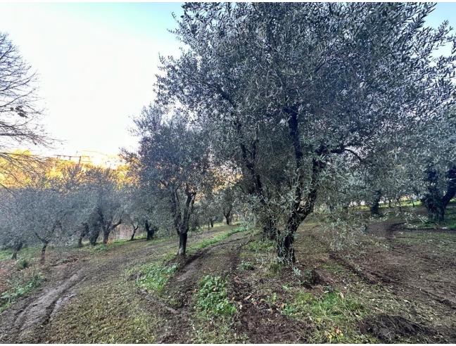 Anteprima foto 3 - Terreno Agricolo/Coltura in Vendita a Ferentino (Frosinone)