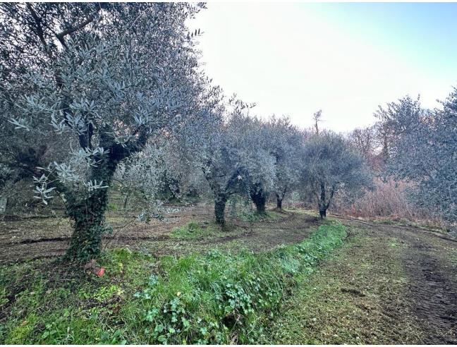 Anteprima foto 4 - Terreno Agricolo/Coltura in Vendita a Ferentino (Frosinone)