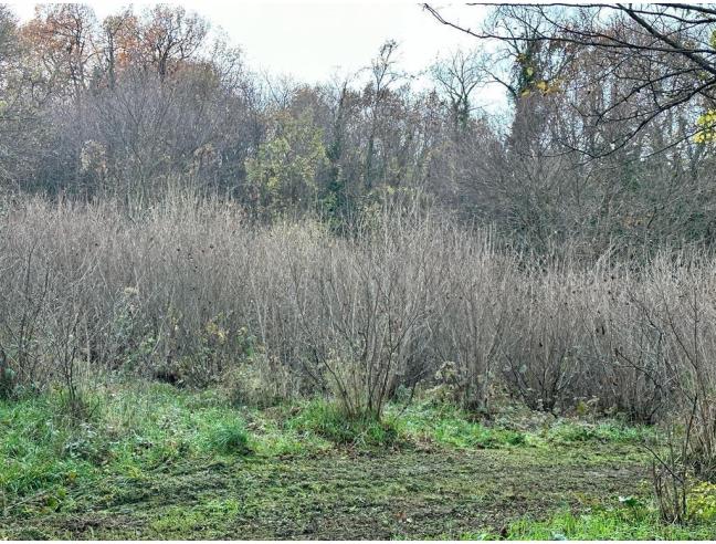 Anteprima foto 5 - Terreno Agricolo/Coltura in Vendita a Ferentino (Frosinone)