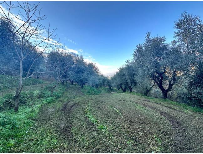 Anteprima foto 6 - Terreno Agricolo/Coltura in Vendita a Ferentino (Frosinone)