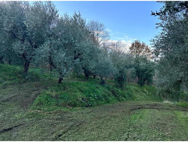 Anteprima foto 7 - Terreno Agricolo/Coltura in Vendita a Ferentino (Frosinone)