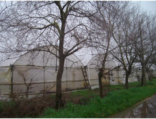 Anteprima foto 2 - Terreno Agricolo/Coltura in Vendita a Fondi - Sugarelle