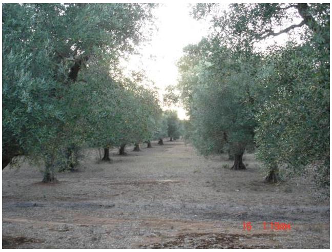 Anteprima foto 5 - Terreno Agricolo/Coltura in Vendita a Galatina - Collemeto