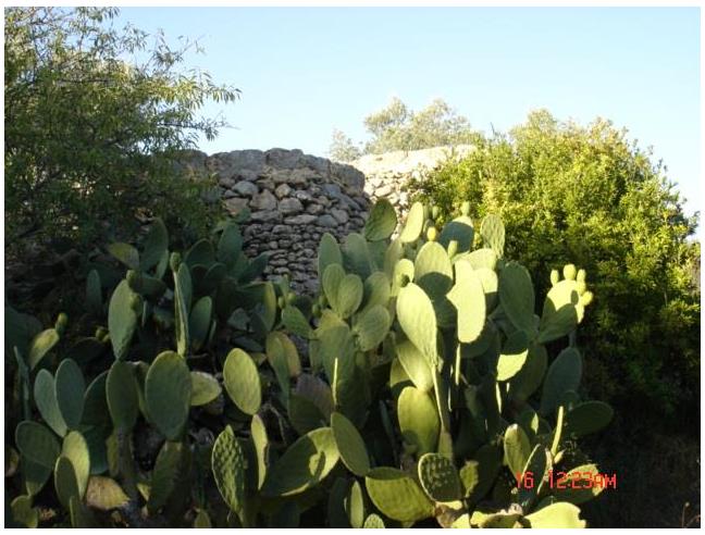 Anteprima foto 6 - Terreno Agricolo/Coltura in Vendita a Galatina - Collemeto