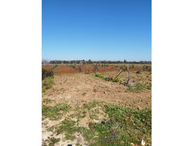 Anteprima foto 1 - Terreno Agricolo/Coltura in Vendita a Galatone - Galatone Campagne