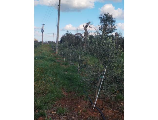 Anteprima foto 4 - Terreno Agricolo/Coltura in Vendita a Galatone - Galatone Campagne