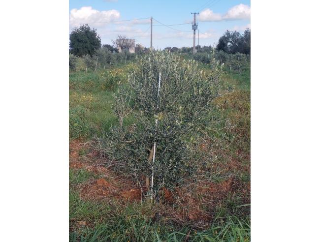 Anteprima foto 5 - Terreno Agricolo/Coltura in Vendita a Galatone - Galatone Campagne