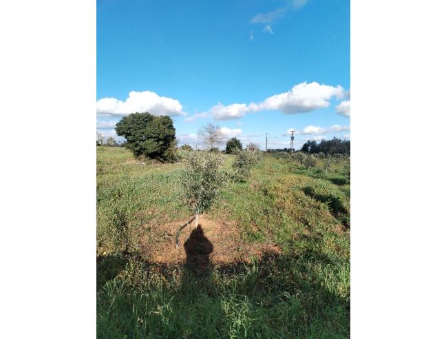 Anteprima foto 6 - Terreno Agricolo/Coltura in Vendita a Galatone - Galatone Campagne