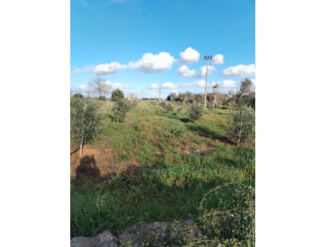 Anteprima foto 7 - Terreno Agricolo/Coltura in Vendita a Galatone - Galatone Campagne