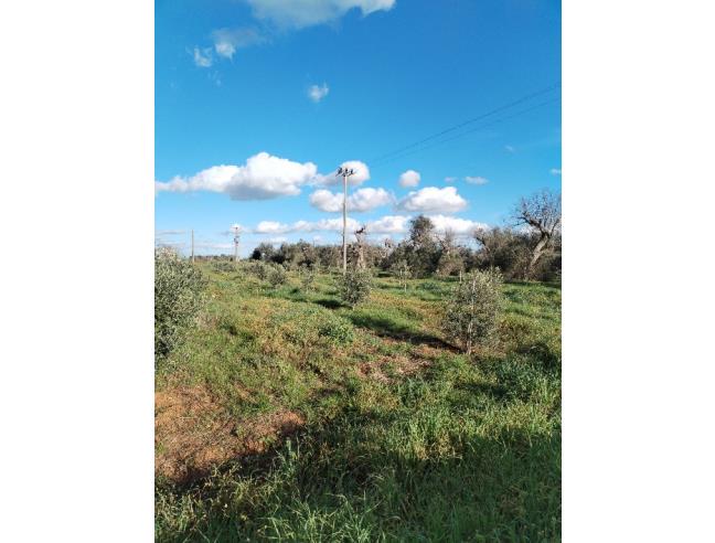 Anteprima foto 8 - Terreno Agricolo/Coltura in Vendita a Galatone - Galatone Campagne