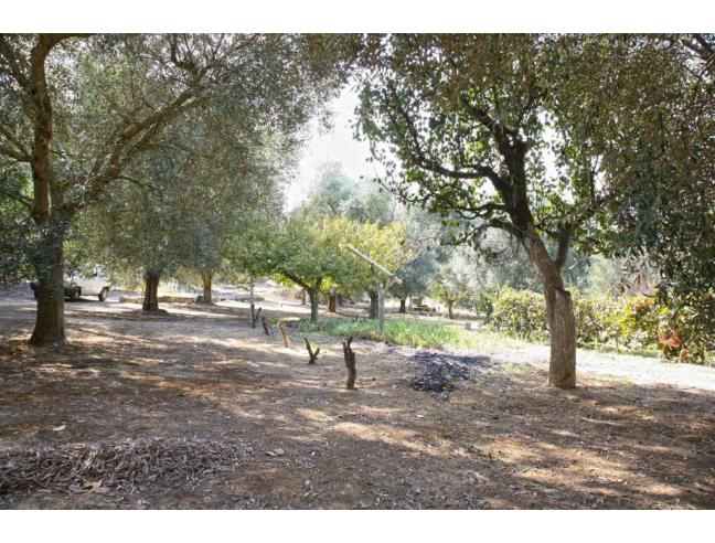 Anteprima foto 2 - Terreno Agricolo/Coltura in Vendita a Gallipoli (Lecce)