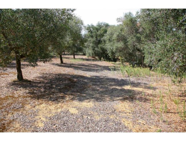 Anteprima foto 3 - Terreno Agricolo/Coltura in Vendita a Gallipoli (Lecce)