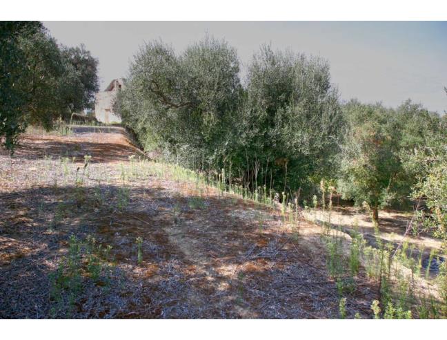 Anteprima foto 5 - Terreno Agricolo/Coltura in Vendita a Gallipoli (Lecce)