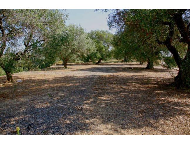 Anteprima foto 7 - Terreno Agricolo/Coltura in Vendita a Gallipoli (Lecce)