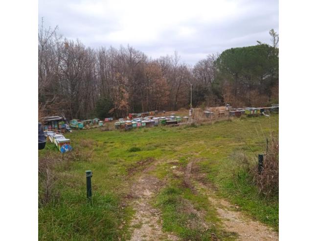 Anteprima foto 1 - Terreno Agricolo/Coltura in Vendita a Gambassi Terme - Badia A Cerreto