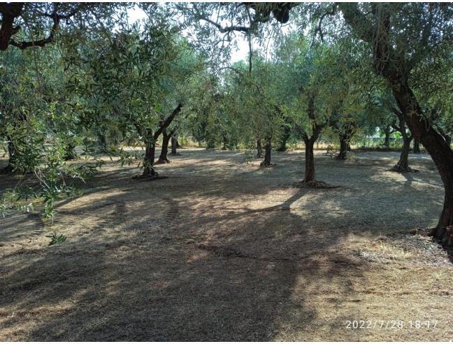 Anteprima foto 2 - Terreno Agricolo/Coltura in Vendita a Genzano di Roma (Roma)