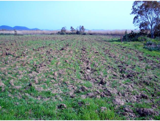 Anteprima foto 4 - Terreno Agricolo/Coltura in Vendita a Giba (Sud Sardegna)