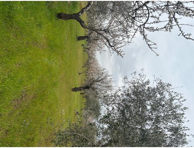 Anteprima foto 3 - Terreno Agricolo/Coltura in Vendita a Gioia del Colle (Bari)