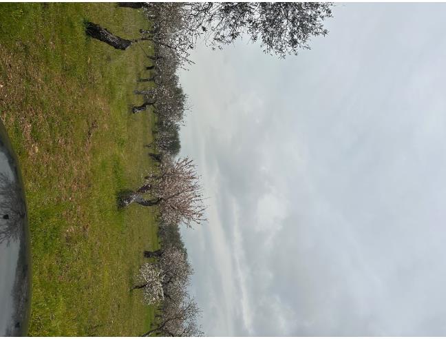 Anteprima foto 4 - Terreno Agricolo/Coltura in Vendita a Gioia del Colle (Bari)
