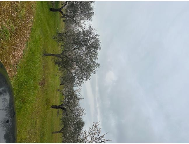 Anteprima foto 5 - Terreno Agricolo/Coltura in Vendita a Gioia del Colle (Bari)