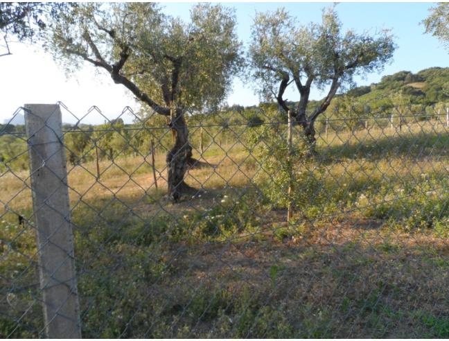 Anteprima foto 4 - Terreno Agricolo/Coltura in Vendita a Guardia Sanframondi (Benevento)