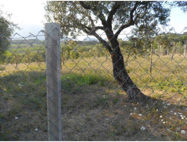 Anteprima foto 5 - Terreno Agricolo/Coltura in Vendita a Guardia Sanframondi (Benevento)
