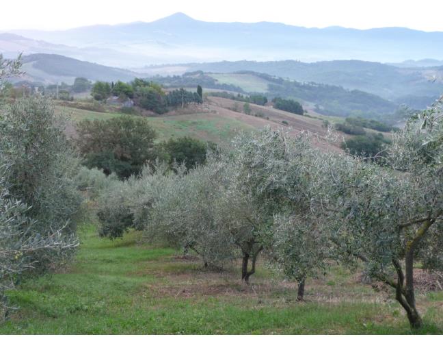 Anteprima foto 1 - Terreno Agricolo/Coltura in Vendita a Guardistallo (Pisa)