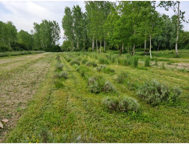 Anteprima foto 4 - Terreno Agricolo/Coltura in Vendita a Gussola (Cremona)