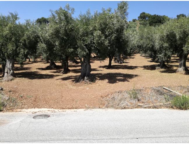 Anteprima foto 4 - Terreno Agricolo/Coltura in Vendita a Lamezia Terme - Sambiase