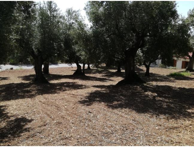 Anteprima foto 5 - Terreno Agricolo/Coltura in Vendita a Lamezia Terme - Sambiase
