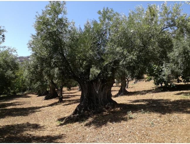 Anteprima foto 6 - Terreno Agricolo/Coltura in Vendita a Lamezia Terme - Sambiase