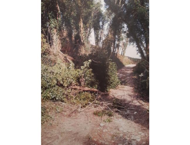 Anteprima foto 1 - Terreno Agricolo/Coltura in Vendita a Lari - Boschi Di Lari