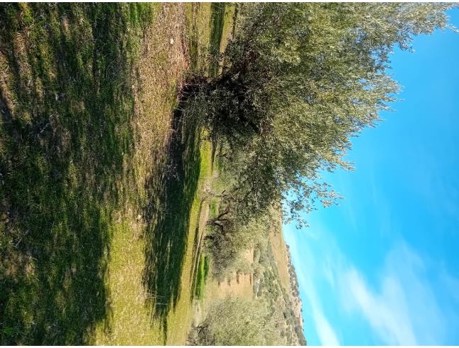 Anteprima foto 8 - Terreno Agricolo/Coltura in Vendita a Leonforte (Enna)