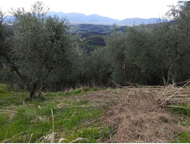 Anteprima foto 2 - Terreno Agricolo/Coltura in Vendita a Lucca - Aquilea
