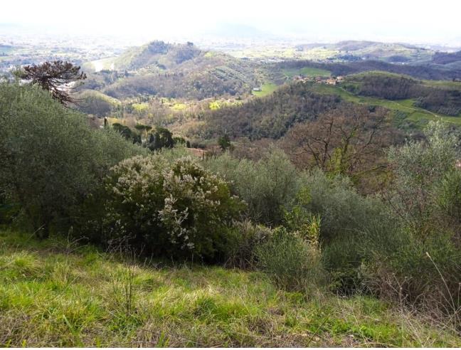 Anteprima foto 3 - Terreno Agricolo/Coltura in Vendita a Lucca - Aquilea
