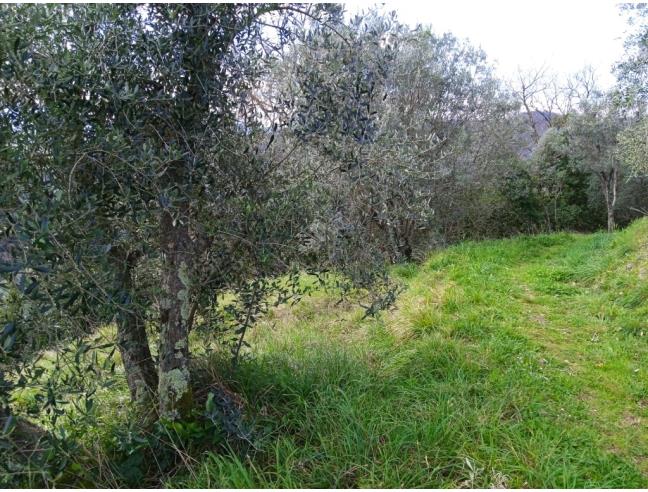 Anteprima foto 5 - Terreno Agricolo/Coltura in Vendita a Lucca - Aquilea