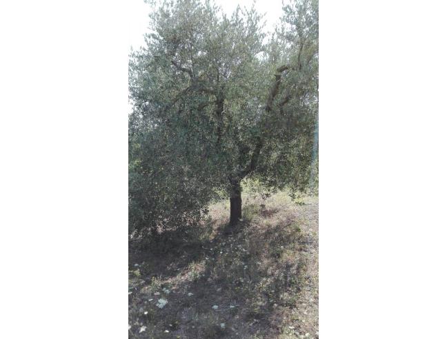 Anteprima foto 1 - Terreno Agricolo/Coltura in Vendita a Lucignano (Arezzo)