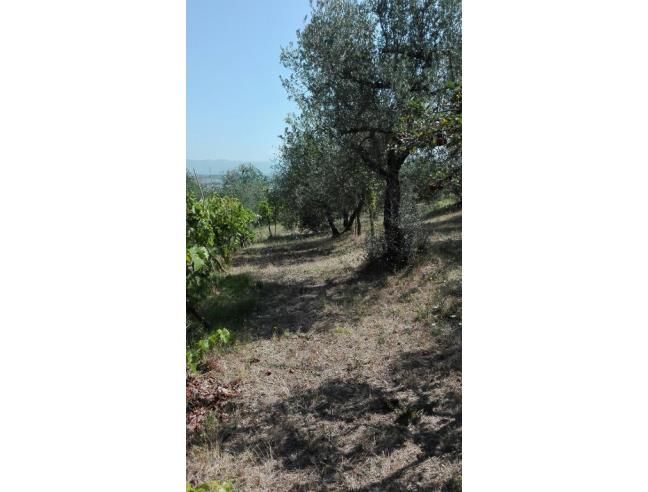 Anteprima foto 2 - Terreno Agricolo/Coltura in Vendita a Lucignano (Arezzo)