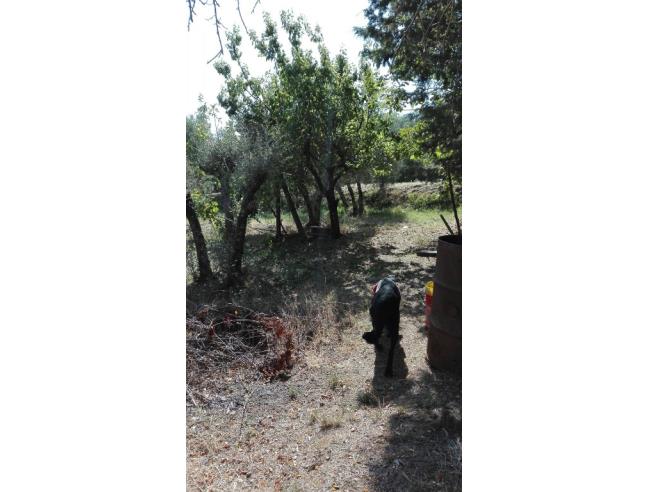 Anteprima foto 3 - Terreno Agricolo/Coltura in Vendita a Lucignano (Arezzo)