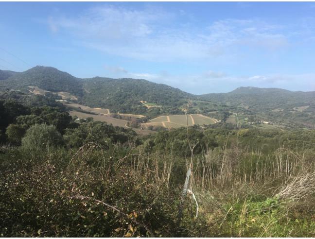 Anteprima foto 3 - Terreno Agricolo/Coltura in Vendita a Luogosanto (Sassari)