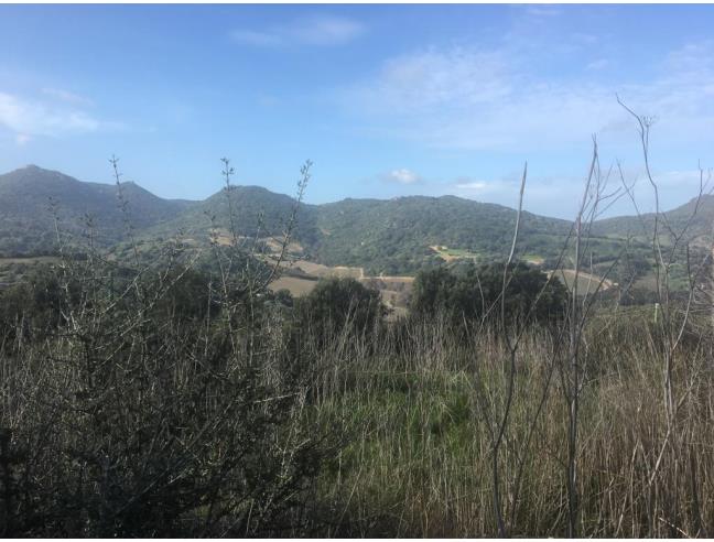 Anteprima foto 8 - Terreno Agricolo/Coltura in Vendita a Luogosanto (Sassari)