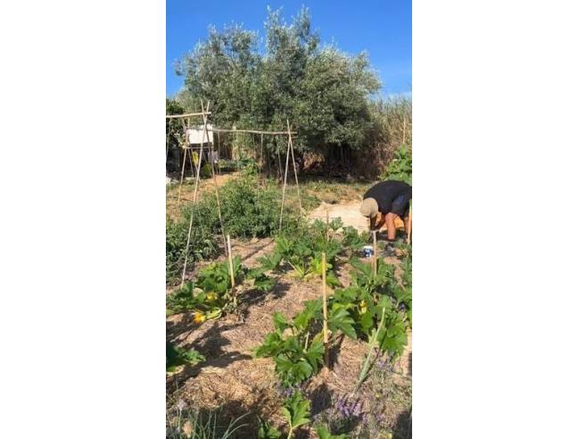 Anteprima foto 3 - Terreno Agricolo/Coltura in Vendita a Massa - Marina Di Massa