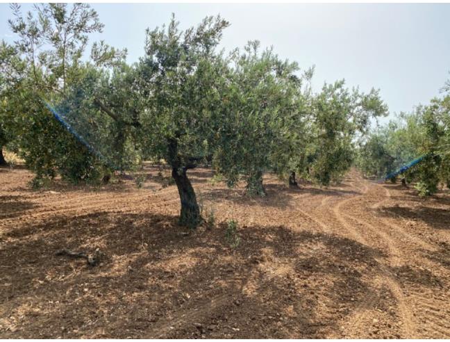 Anteprima foto 2 - Terreno Agricolo/Coltura in Vendita a Mazara del Vallo (Trapani)