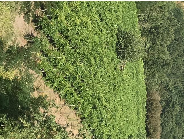 Anteprima foto 1 - Terreno Agricolo/Coltura in Vendita a Melizzano (Benevento)